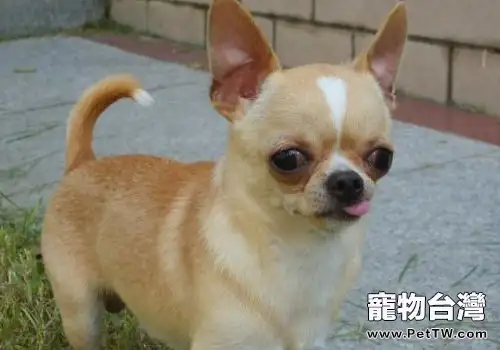 對狗狗有害的食物有哪些