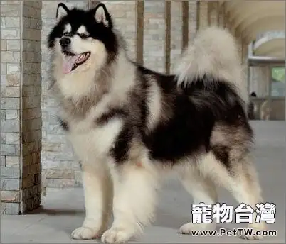 阿拉斯加雪橇犬和哈士奇的區別(共2張圖片)-寵物台灣