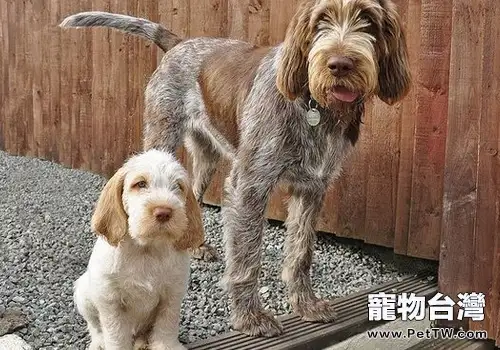 史必諾犬該如何飼養