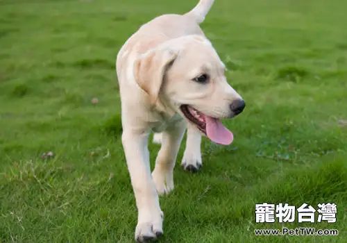 如何培養狗狗的忠誠度(共2張圖片)-寵物台灣