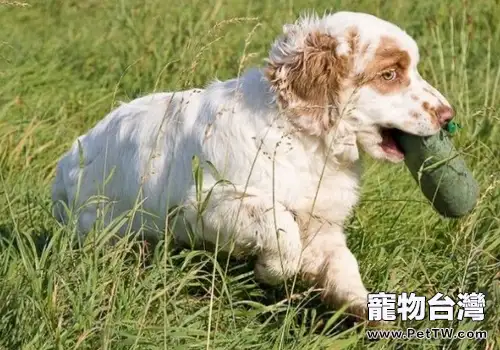 狗狗餵食有什麼要注意的