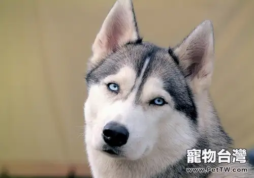 哈士奇智商高不高