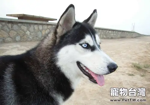 哈士奇好養嗎