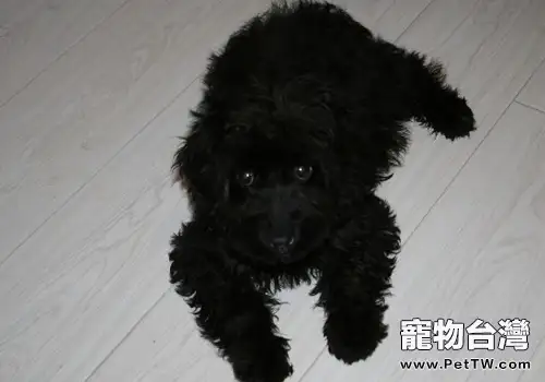 餵食狗狗水果的注意事項