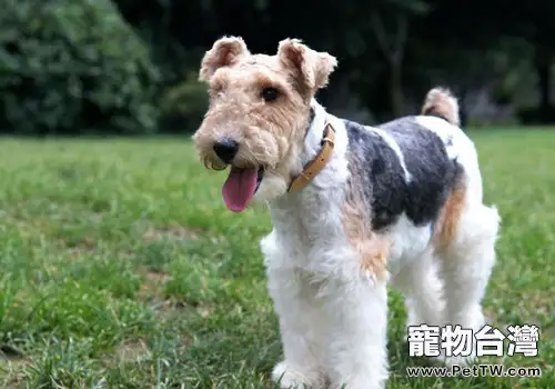 狗狗消化不良怎麼辦(1圖)-寵物台灣