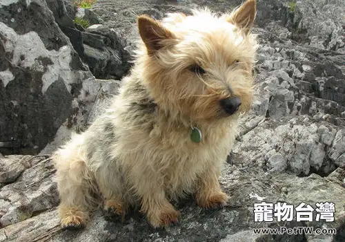 犬按被毛特徵可分為哪幾類