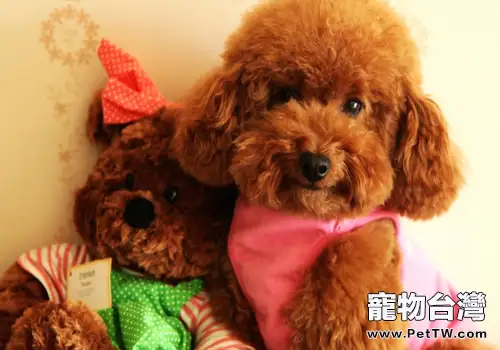 泰迪犬好養嗎（1圖）-寵物台灣
