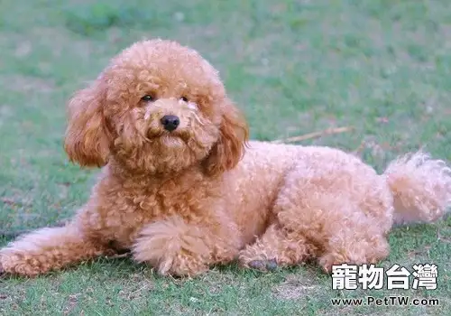 貴賓犬口臭怎麼辦