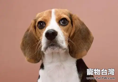 美國獵狐犬能長多大