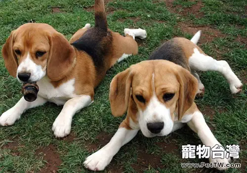 美國獵狐犬的壽命有多長
