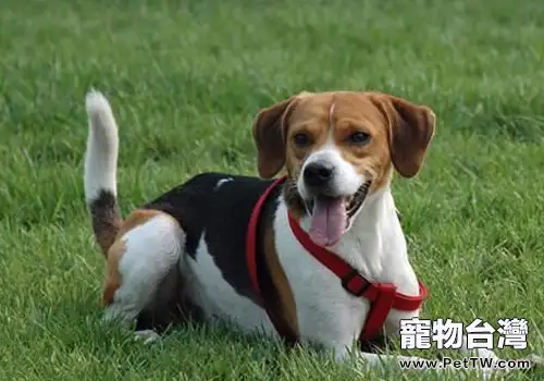 美國獵狐犬容易訓練嗎(1圖)-寵物台灣