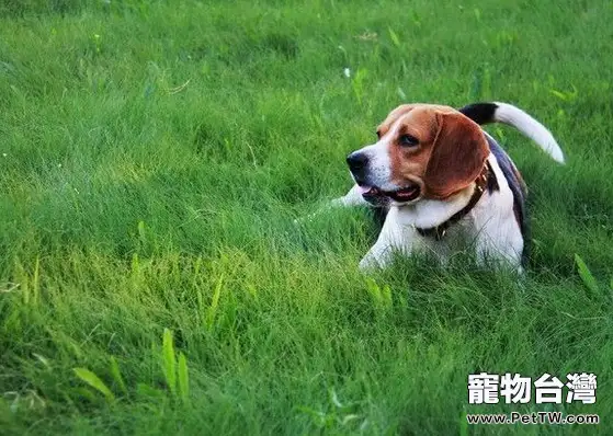 小獵犬的肢體語言涵義