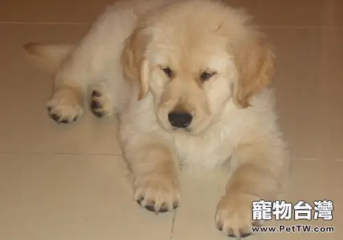 如何控制黃金獵犬的食量(共2張圖片)-寵物台灣