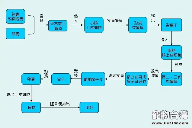 到底什麼是弓形蟲病？