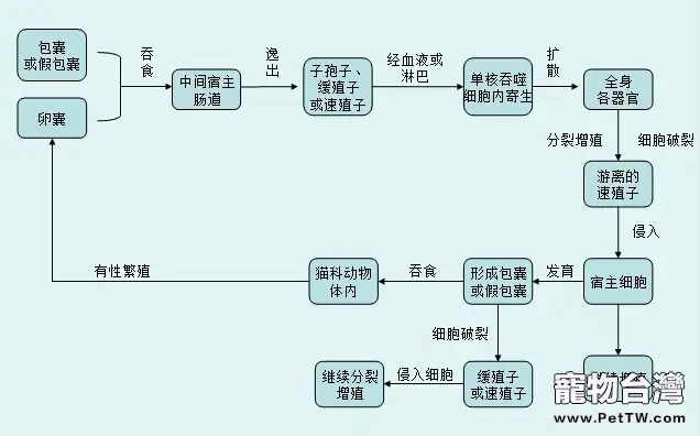 到底什麼是弓形蟲病？