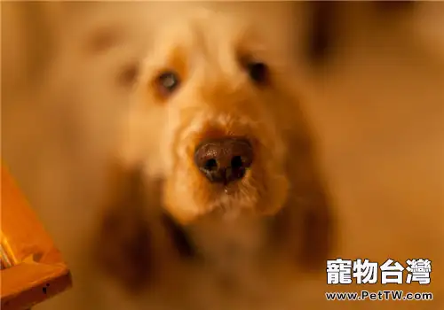 霧霾天狗狗與主人的飲食要點