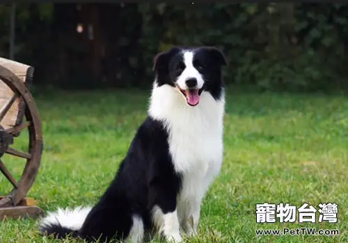 給狗狗喂驅蟲藥有何注意事項