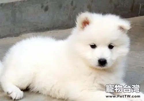 如何讓狗狗的被毛更加光滑漂亮