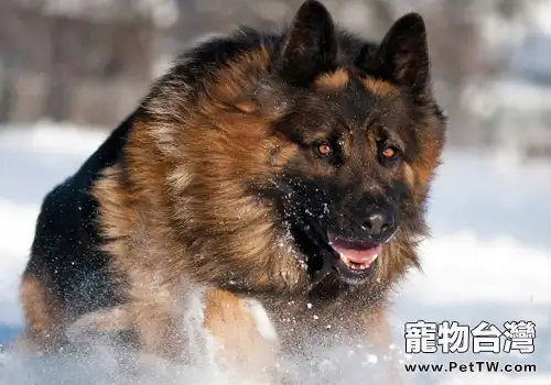 狗狗是如何表現其嫉妒心的(1圖)-寵物台灣