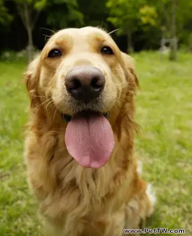 犬的乳頭瘤病毒介紹和治療