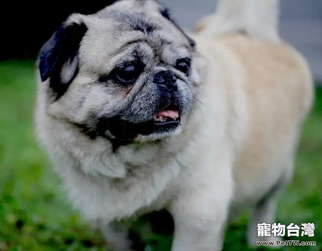 巴哥犬（Pug）品種介紹