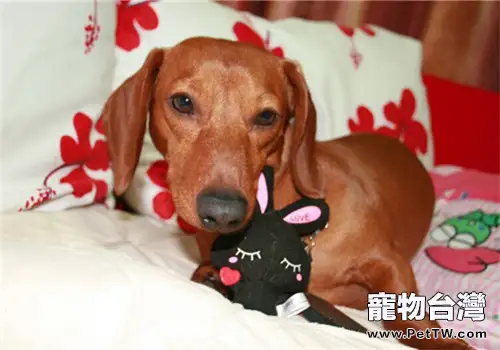 狗狗之間的爭功與邀功心理