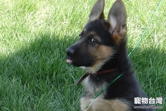 狼狗的壽命到底有多長（1圖）-寵物台灣