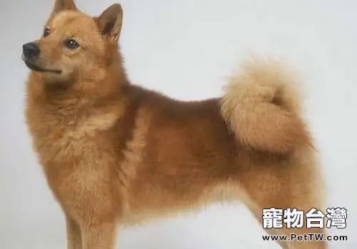 狗狗被毛質地不好怎麼辦