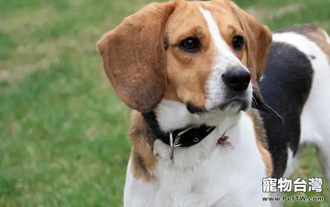 小獵犬不同年齡所需營養不同