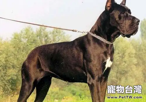 狗狗發育緩慢怎麼辦(1圖)-寵物台灣