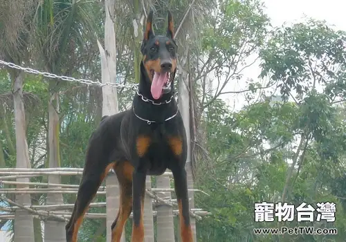 給狗狗飲水需要注意些什麼(1圖)-寵物台灣