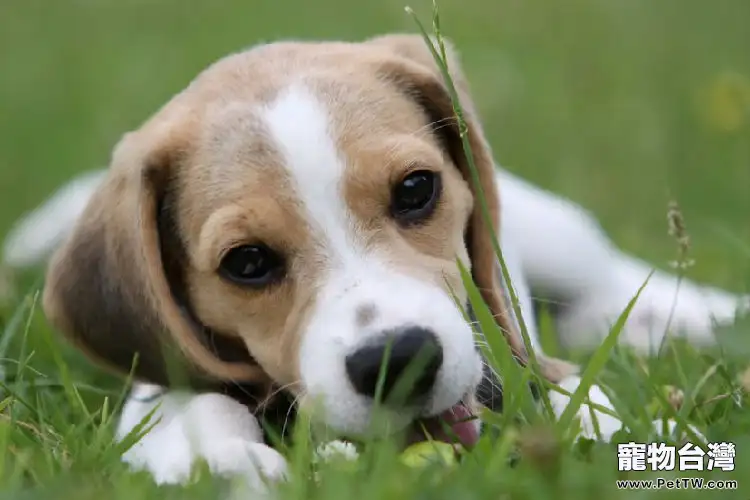 正確給小獵犬補鈣