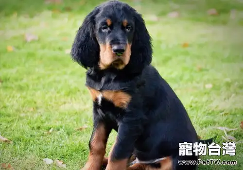 怎樣為狗狗挑選合適的狗糧
