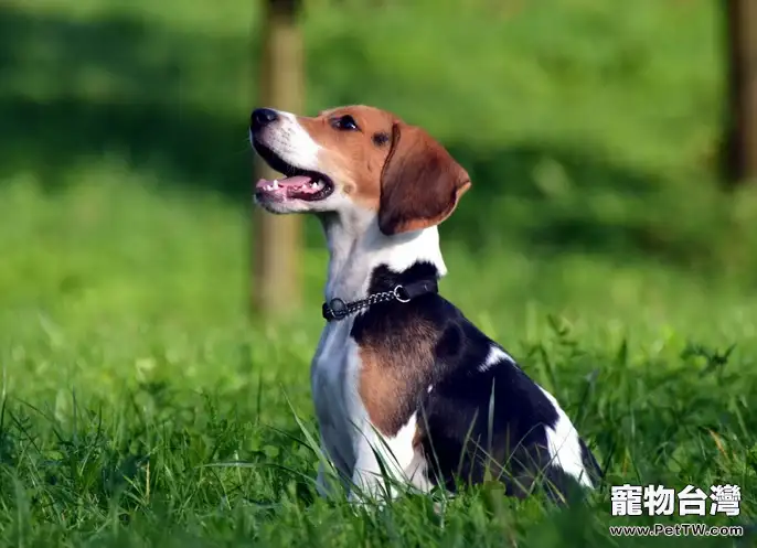 小獵犬換毛期吃有講究