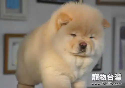 松獅犬飼養技巧(共2張圖片)-寵物台灣