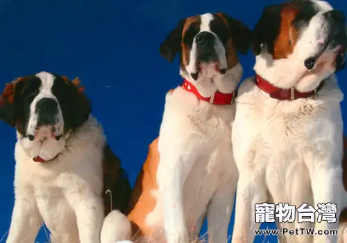 如何養好一隻聖伯納犬(1圖)-寵物台灣