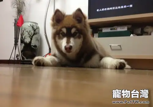 狗狗夏季要注意防曬