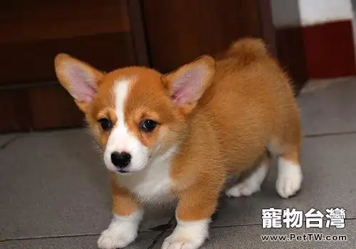 威爾斯柯基犬的優點(1圖)-寵物台灣