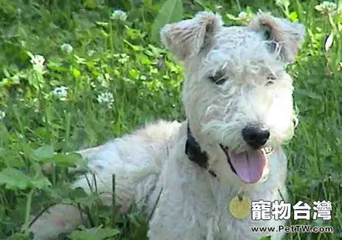 經常挑逗狗狗有什麼害處