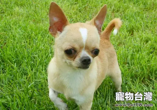 狗狗食物及用品的消毒
