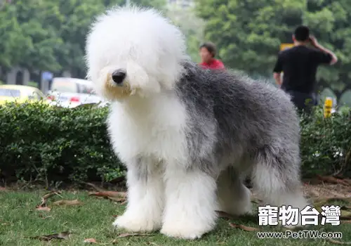 英國古代牧羊犬的餵食方法