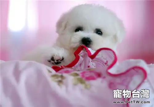 狗狗有報復心理嗎（1圖）-寵物台灣