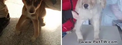 為什麼家養寵物犬要吃犬糧