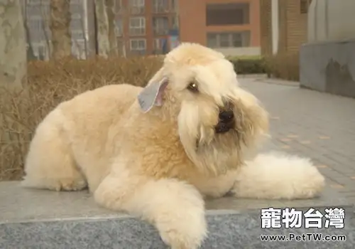 避免狗狗食物中毒的技巧