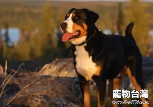 為什麼要定期地幫狗狗洗澡