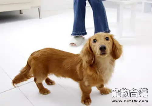 如何幫臘腸犬美容