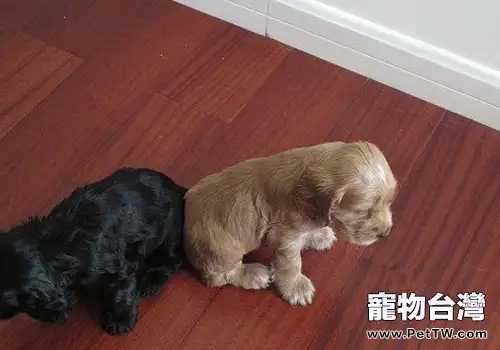 如何護理新出生的幼犬