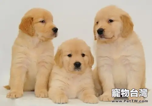 幼犬的冬季管理