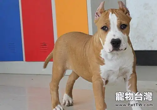 冬季狗狗的被毛養護