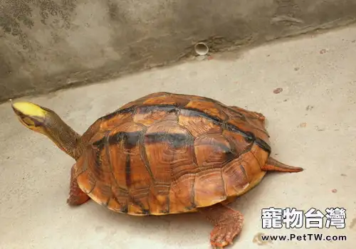 如何防止金錢龜生病(1圖)-寵物台灣